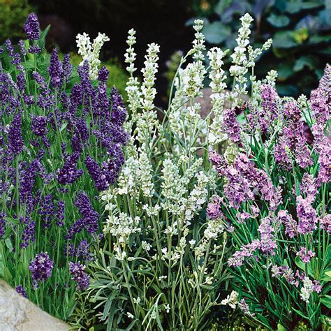 Home depot lavender - Munstead is a compact lavender with a mounding habit that adds charm to any home garden. Tiny, fragrant florets cover lavender-hued flower spikes. The foliage is aromatic and grows on strong, straight stems that are gray in color. Plant Munstead in herb gardens, rockeries or perennial borders.